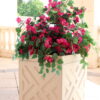 Palm Beach Planter